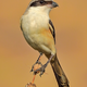 Long-tailed shrike, featuring a bandit’s mask. (Image: Shantanu Kuveskar/Wikimedia)